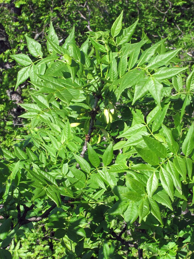 Image of Fraxinus excelsior specimen.