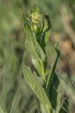 Cardaria draba