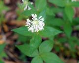 Asperula caucasica. Соцветие на верхушке побега. Адыгея, левый берег р. Белая, вдоль тропы из пос. Каменномостовский до водопадов Руфабго. 27.04.2013.