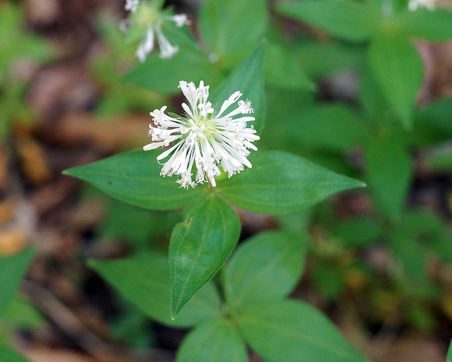 Image of Asperula caucasica specimen.