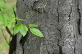 Betula schmidtii