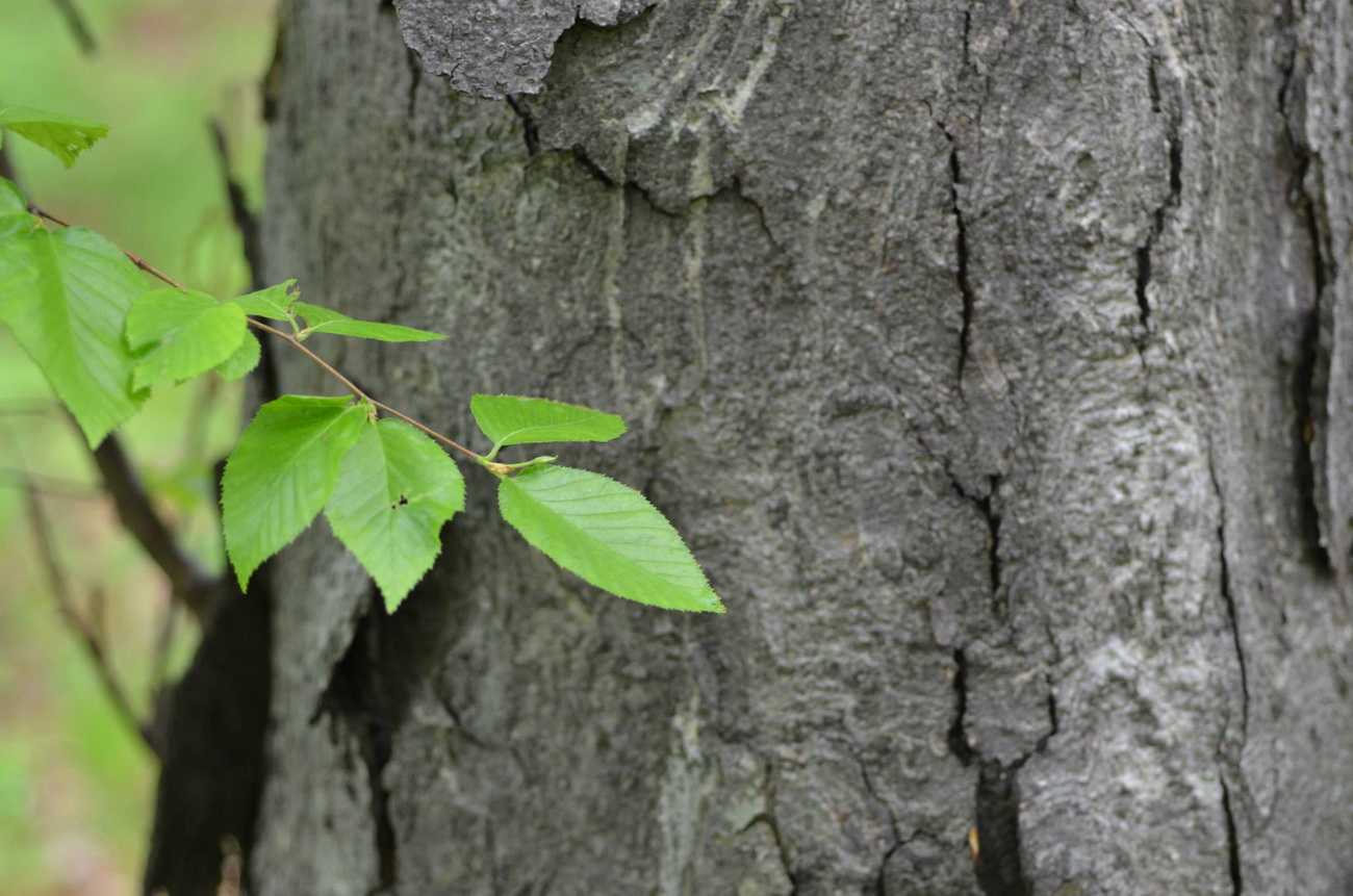 Изображение особи Betula schmidtii.