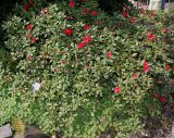 Rhododendron forrestii. Цветущее растение ('Baden Baden'). Германия, г. Дюссельдорф, Ботанический сад университета. 04.05.2014.