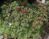 Rhododendron forrestii