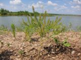 Lepidium densiflorum. Плодоносящее растение. Татарстан, Бавлинский р-н. 09.06.2014.