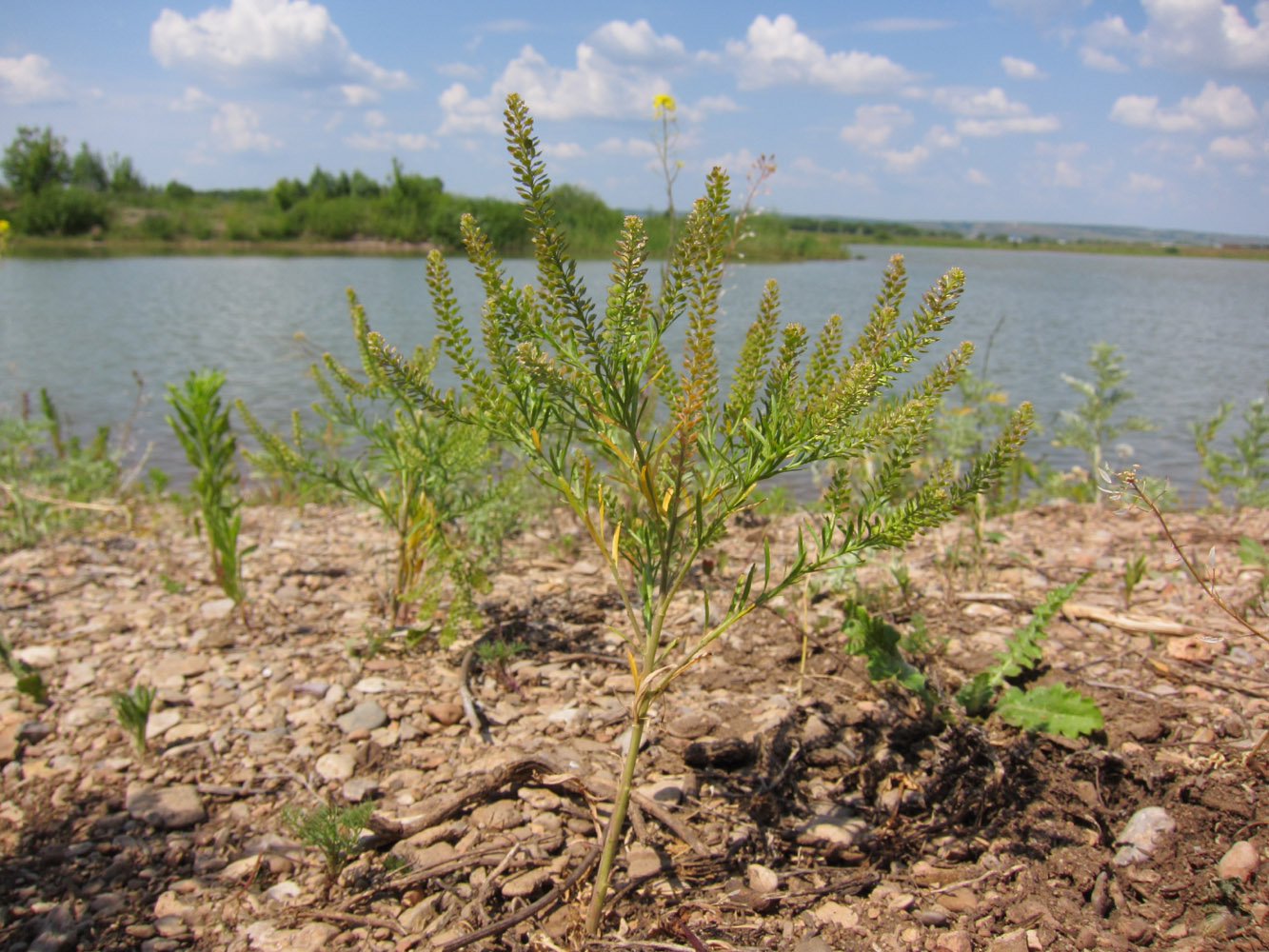 Изображение особи Lepidium densiflorum.