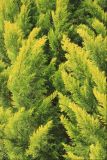 Cupressus macrocarpa. Верхушки ветвей. Крым, Ялтинский горсовет, пос. Никита, Никитский ботанический сад, в культуре. 14 мая 2014 г.