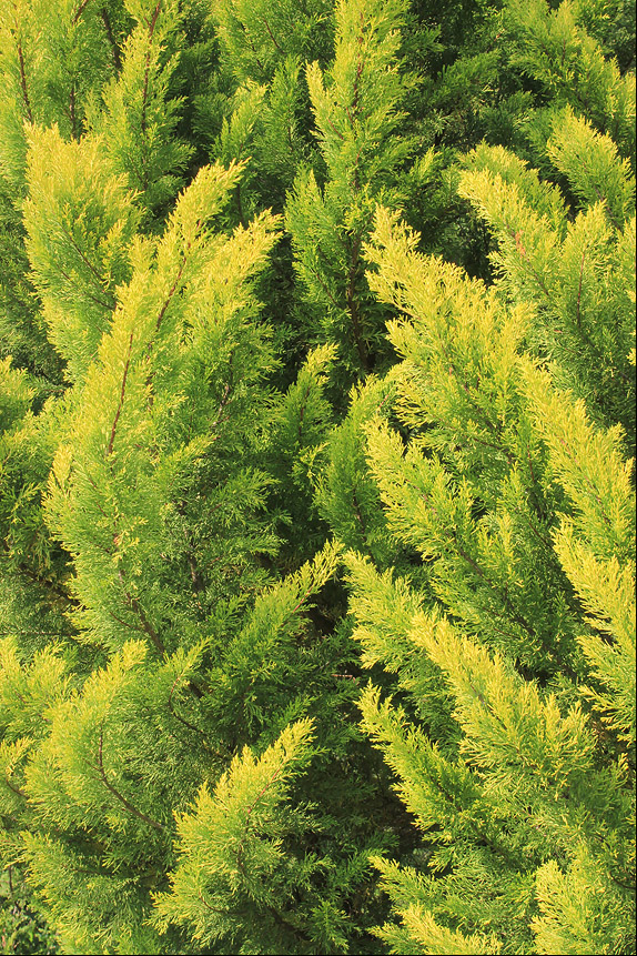Image of Cupressus macrocarpa specimen.