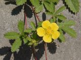 Potentilla reptans. Часть побега с цветком и бутоном. Украина, Львовская обл., Дрогобычский р-н, г. Трускавец. 07.06.2014.