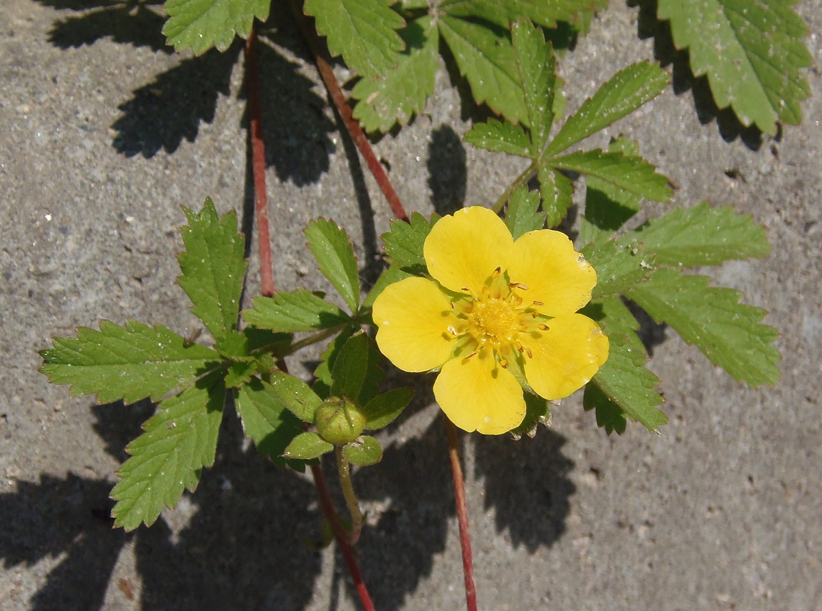 Изображение особи Potentilla reptans.