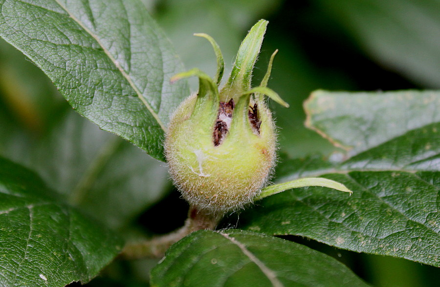 Изображение особи Mespilus germanica.