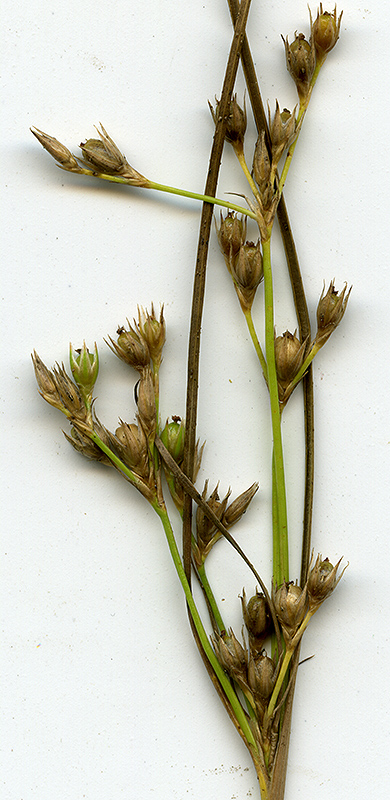 Image of Juncus tenuis specimen.