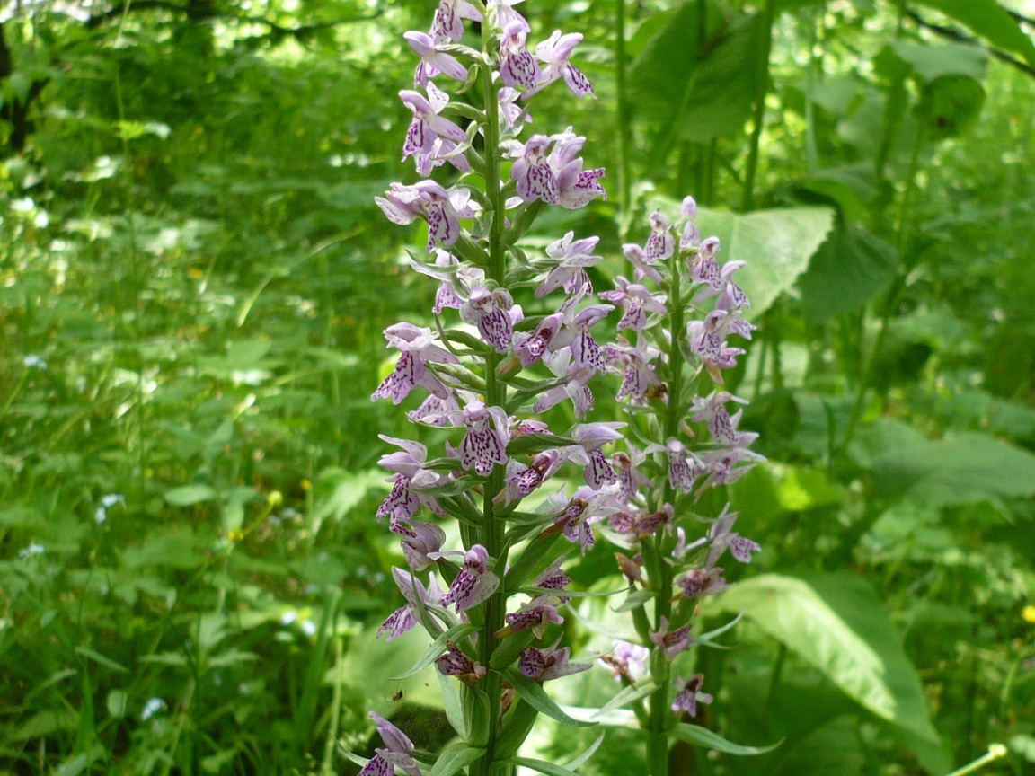 Изображение особи Dactylorhiza fuchsii.