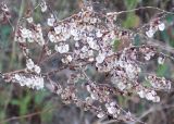 Rumex tuberosus