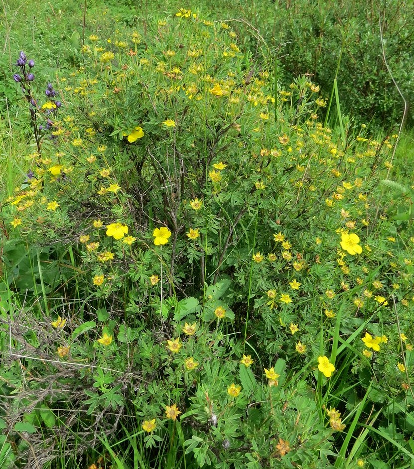 Изображение особи Dasiphora fruticosa.