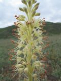 Eremurus altaicus
