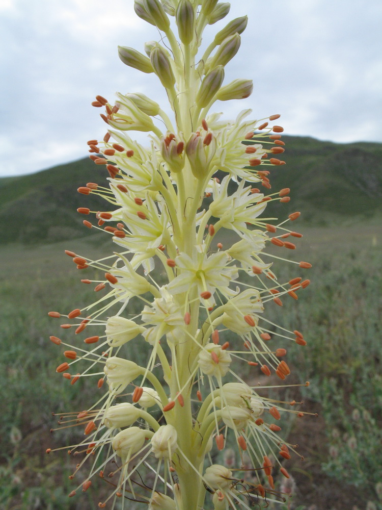 Image of Eremurus altaicus specimen.