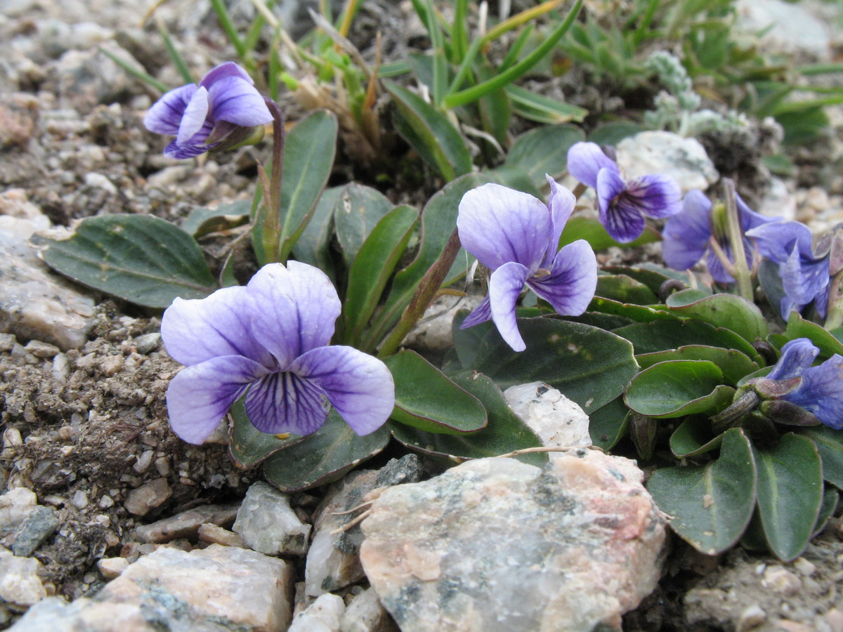 Изображение особи Viola thianschanica.