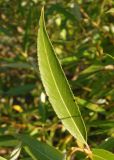 Salix triandra. Лист. Украина, Запорожская обл., Бердянский р-н, г. Бердянск, Бердянская коса. 02.08.2014.