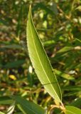 Salix triandra