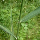 Phragmites australis