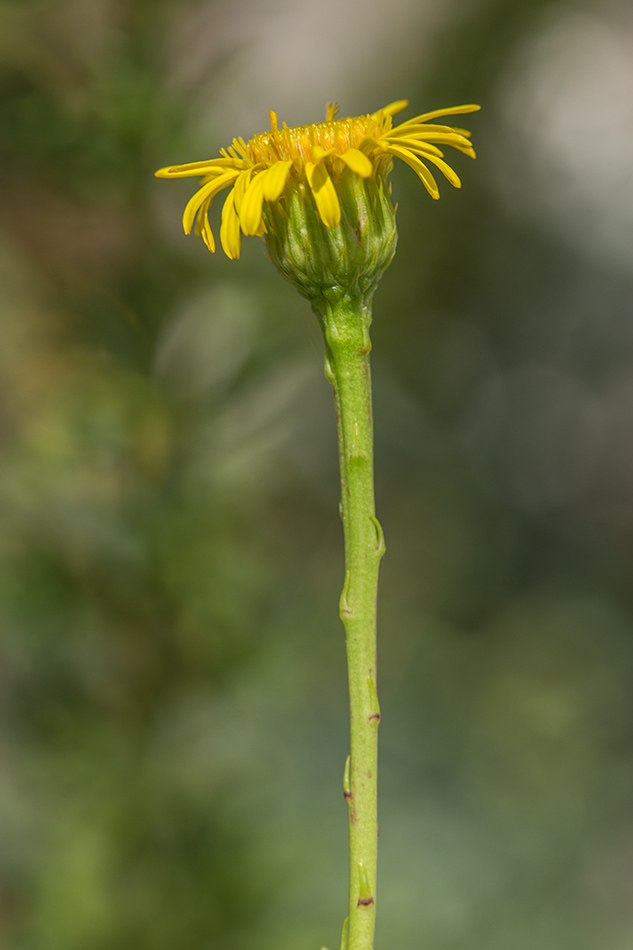 Изображение особи Limbarda crithmoides.