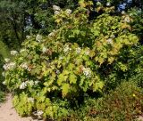 Hydrangea quercifolia. Цветущее растение. Германия, г. Дюссельдорф, Ботанический сад университета. 03.07.2014.