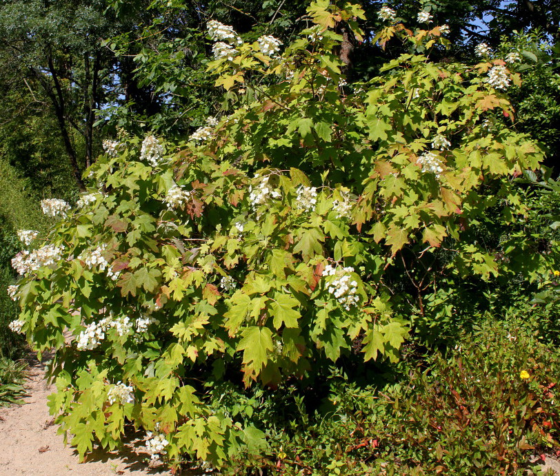 Изображение особи Hydrangea quercifolia.
