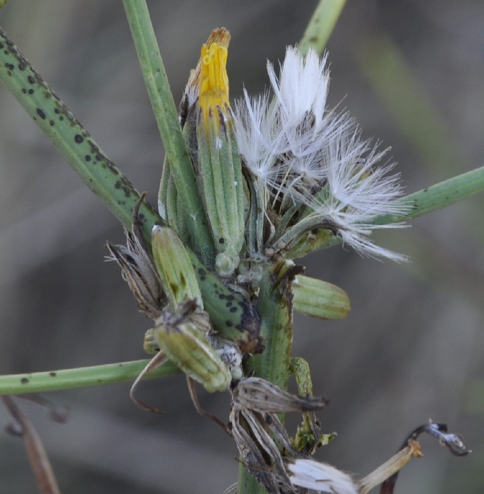 Изображение особи Chondrilla juncea.