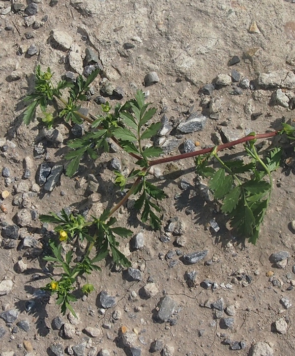 Изображение особи Potentilla supina ssp. paradoxa.