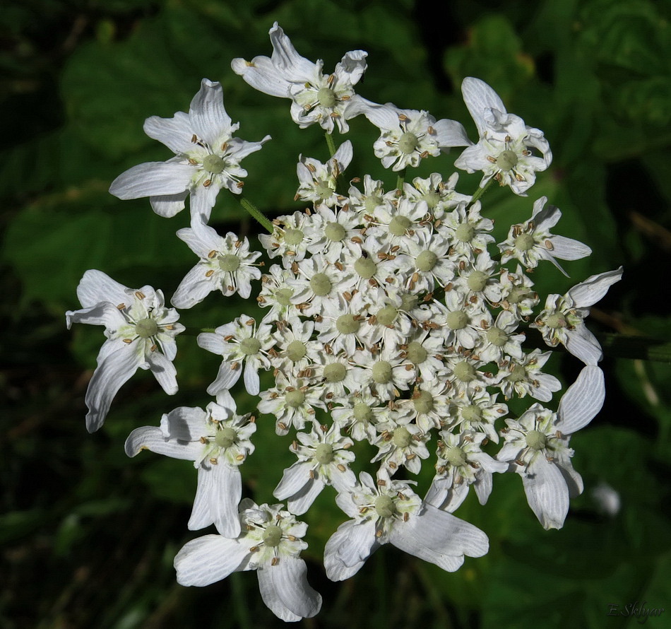 Изображение особи Heracleum sosnowskyi.