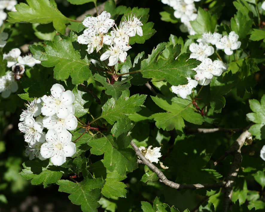 Изображение особи Crataegus rhipidophylla.