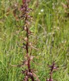 Pedicularis karoi