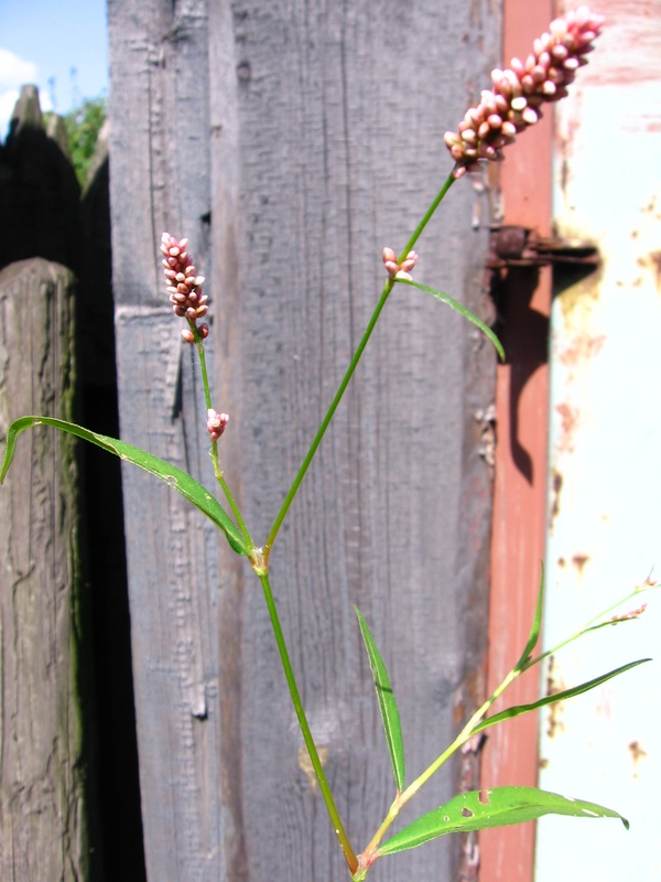 Image of Persicaria maculosa specimen.