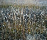 Calamagrostis epigeios