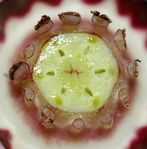 Image of Asarum sieboldii specimen.
