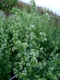Galium album