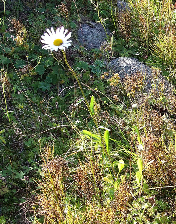 Изображение особи Leucanthemum ircutianum.