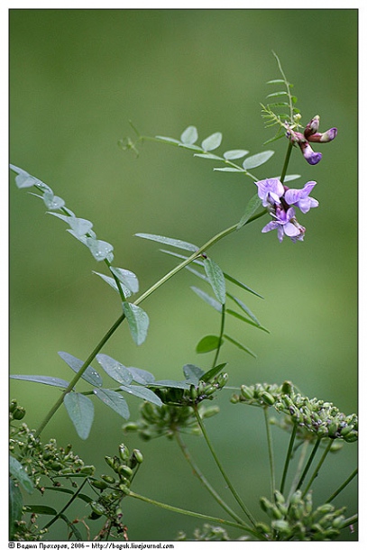 Image of Vicia sepium specimen.