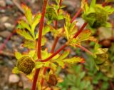 Potentilla подвид paradoxa