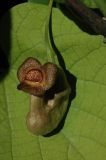 Aristolochia macrophylla