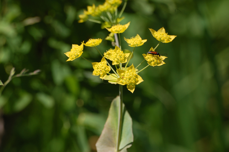 Image of Bupleurum multinerve specimen.
