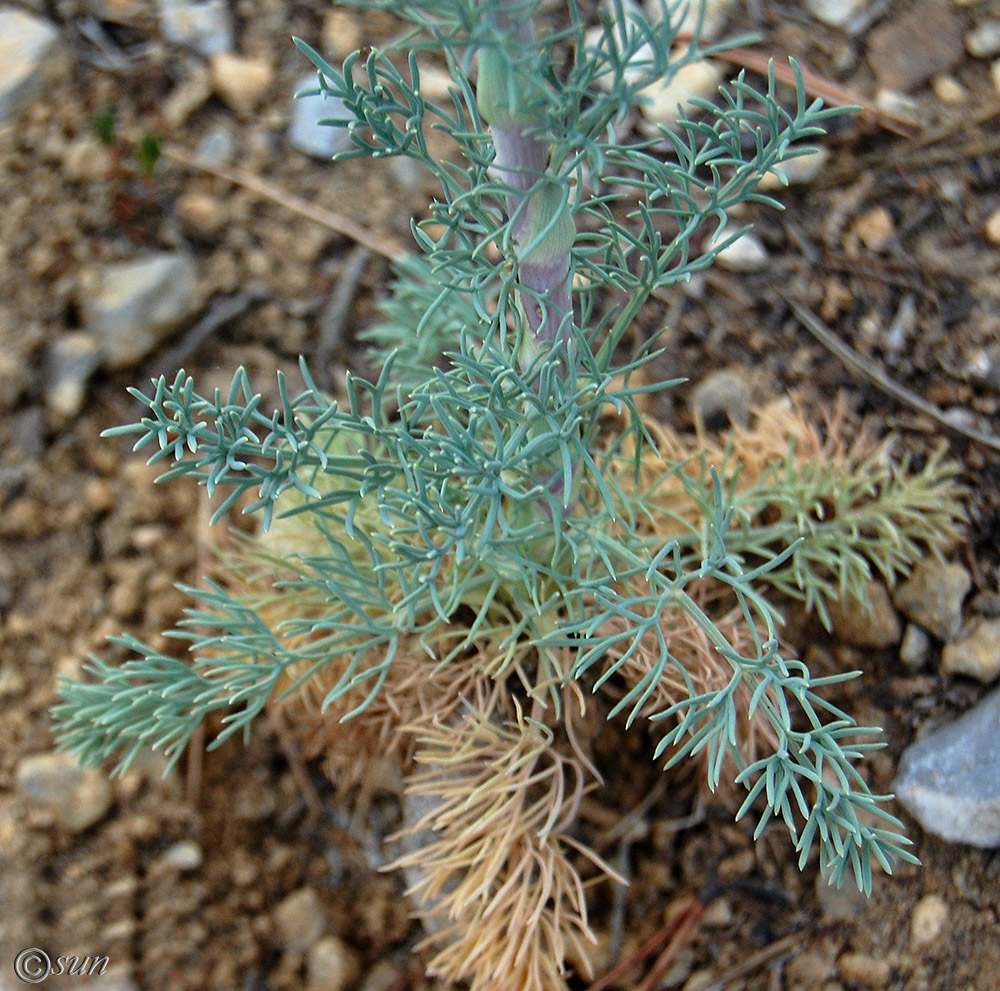 Image of Seseli dichotomum specimen.