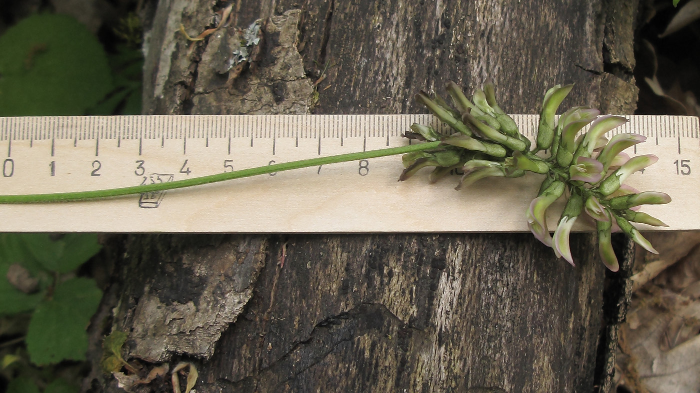 Image of Astragalus glycyphylloides specimen.