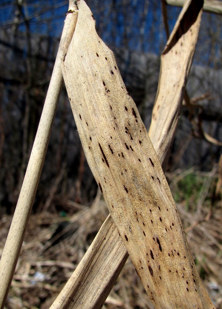 Изображение особи Phragmites australis.