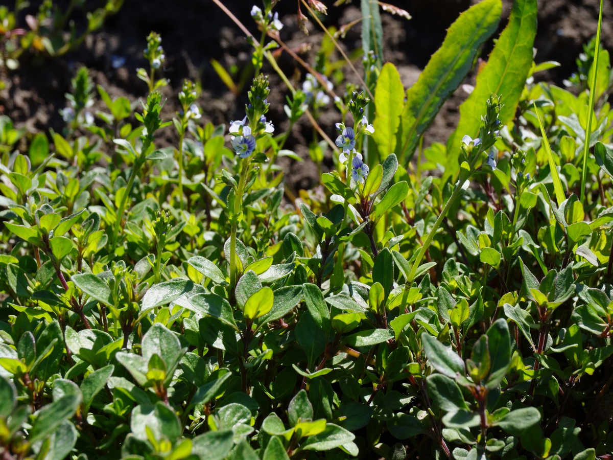 Изображение особи Veronica serpyllifolia.