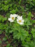 Anemonastrum villosissimum