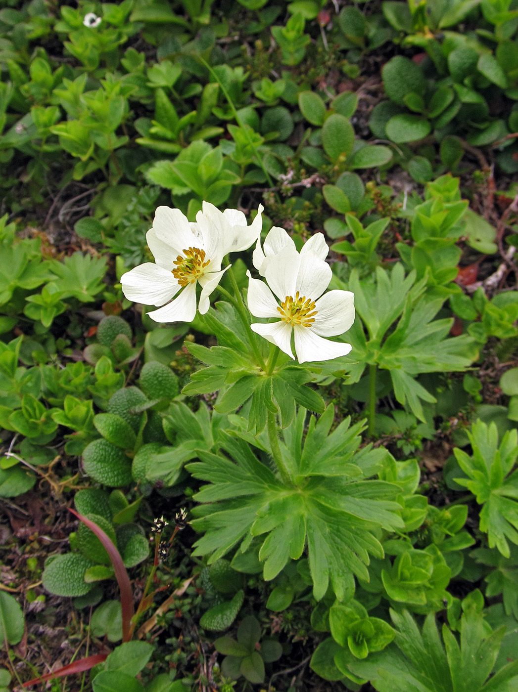 Изображение особи Anemonastrum villosissimum.