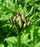 Trollius ranunculinus. Плод. Краснодарский край, хр. Аибга, субальпийский луг, ≈ 2200 м н.у.м. 09.07.2015.