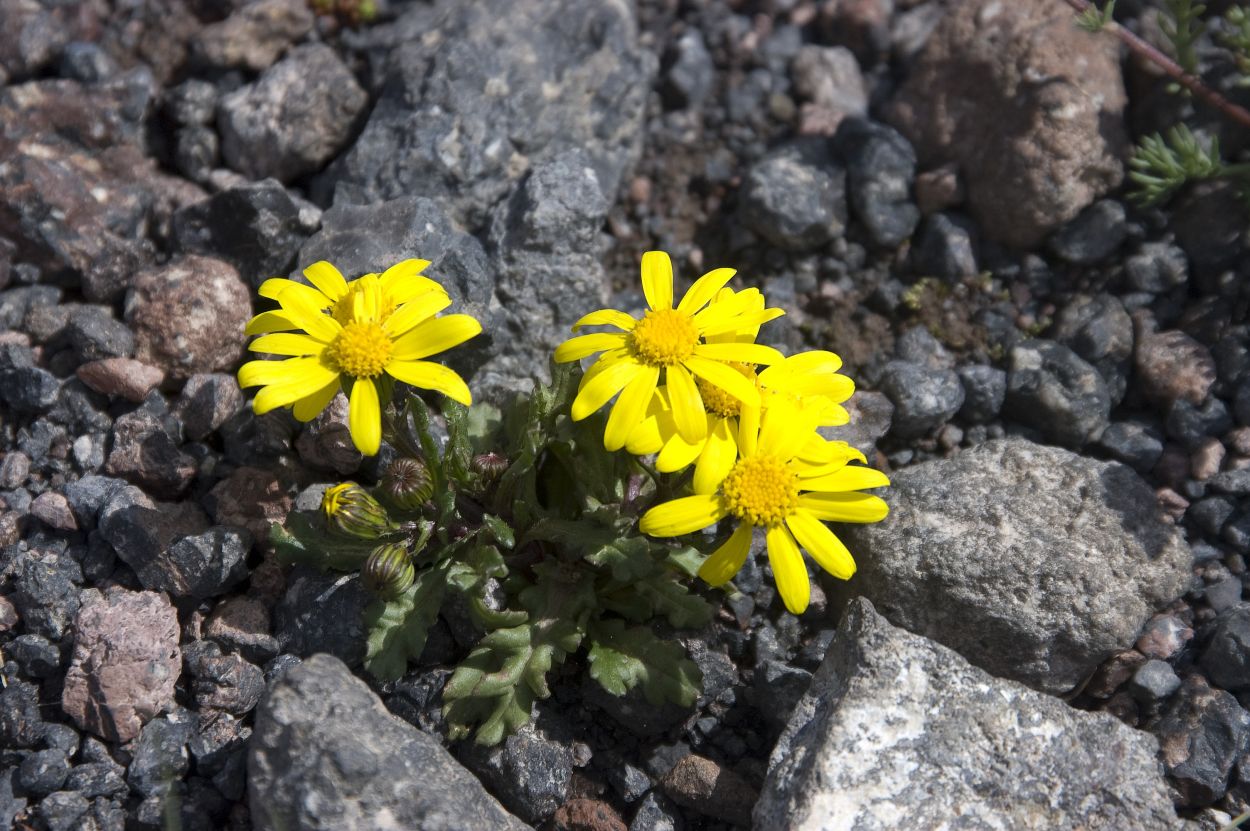 Изображение особи Senecio sosnovskyi.